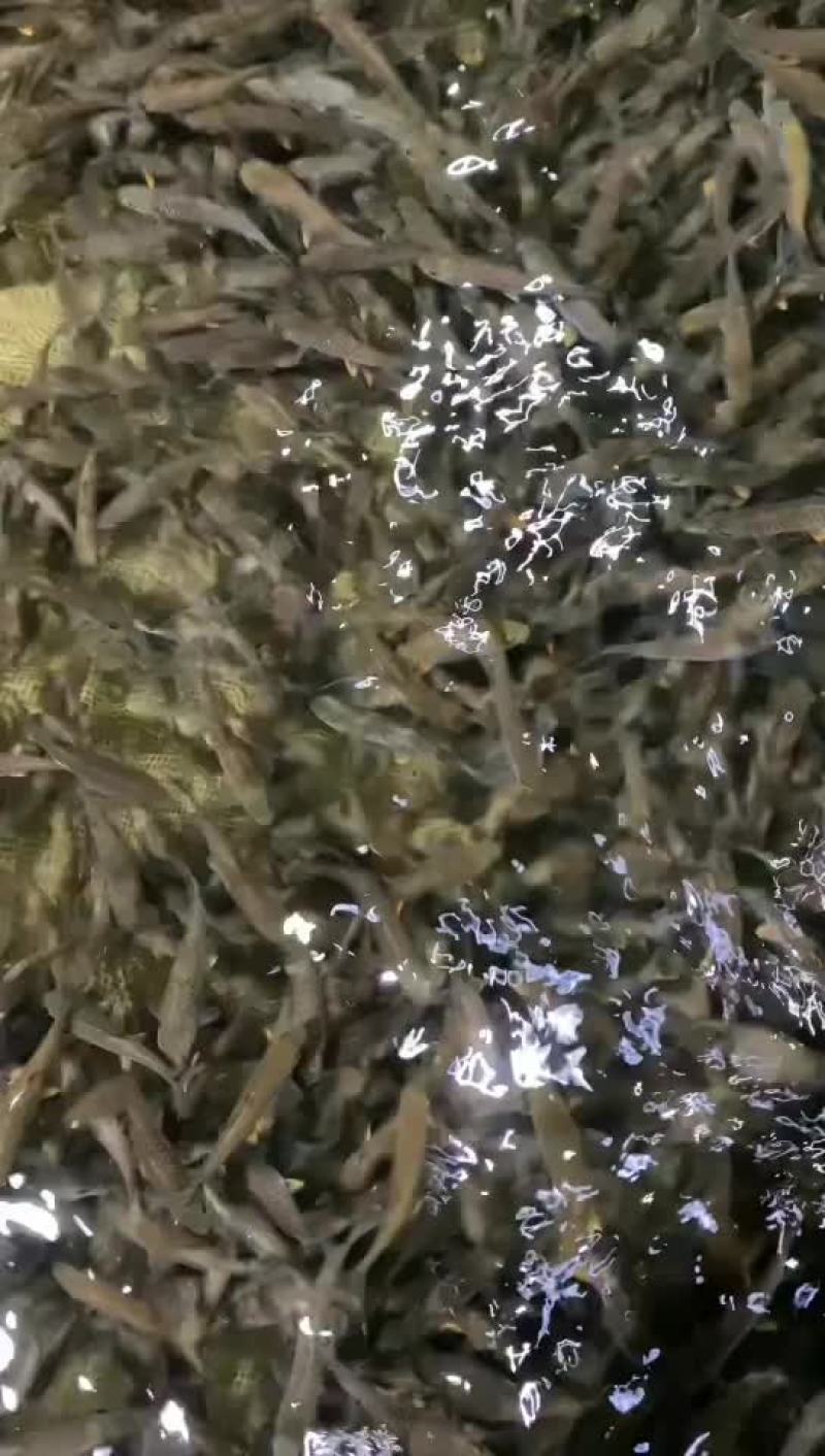 军鱼苗、河坚鱼苗、青竹鲩、倒刺鲃鱼苗、优质快大良种