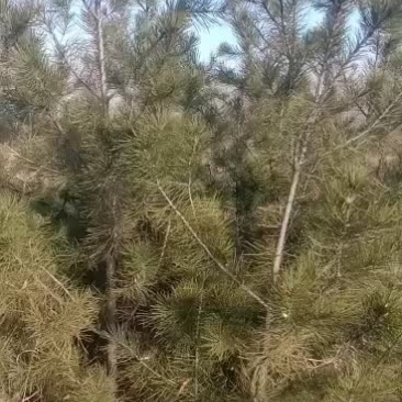 3米占地白皮松