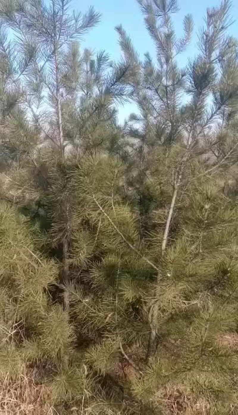 3米占地白皮松