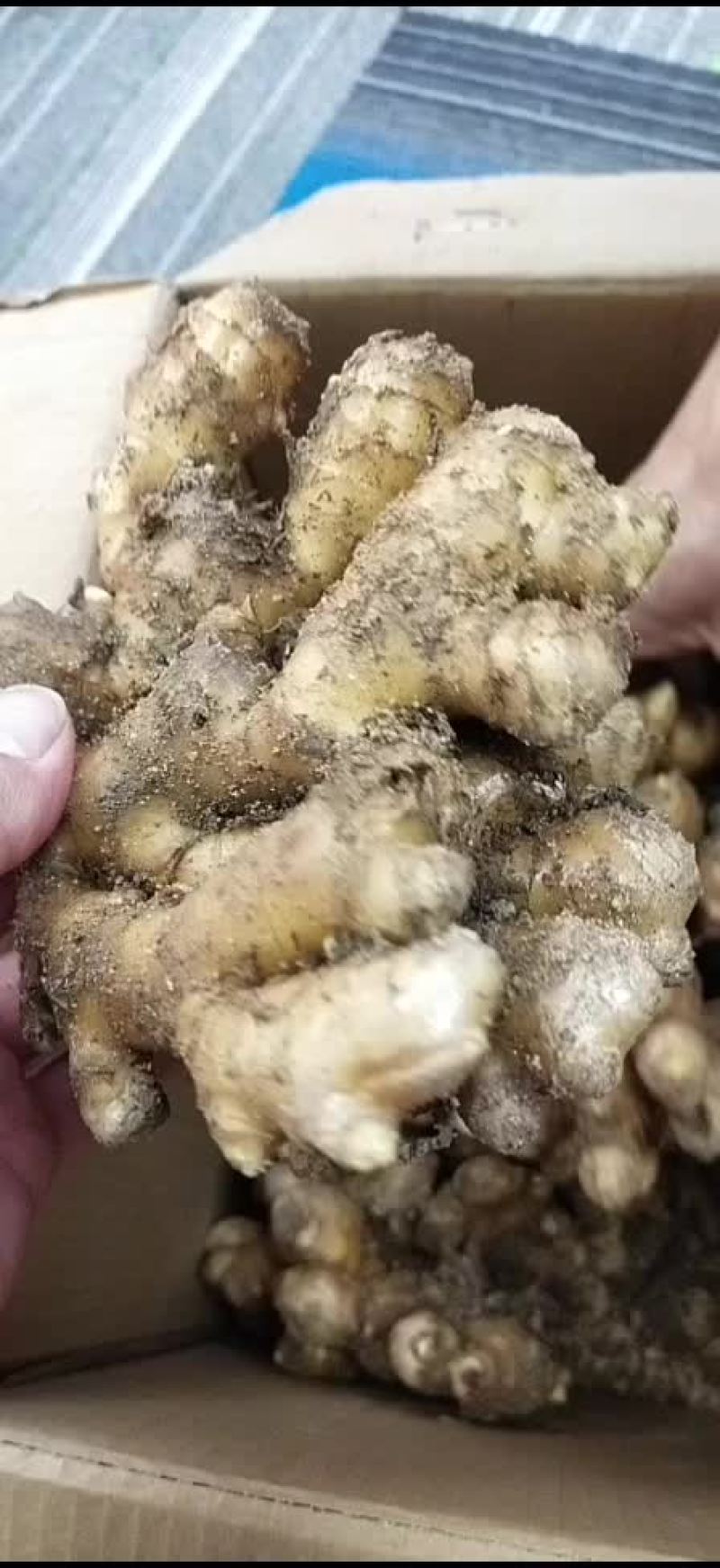岳西小黄姜辛辣味重。个头大