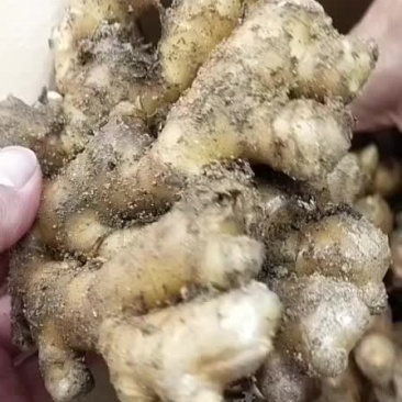 岳西小黄姜辛辣味重。个头大