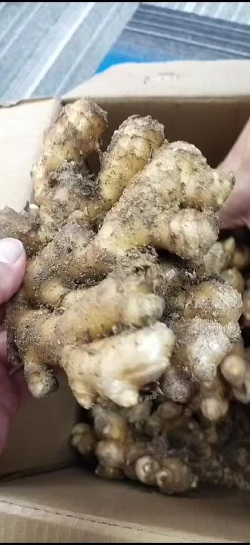 岳西小黄姜辛辣味重。个头大