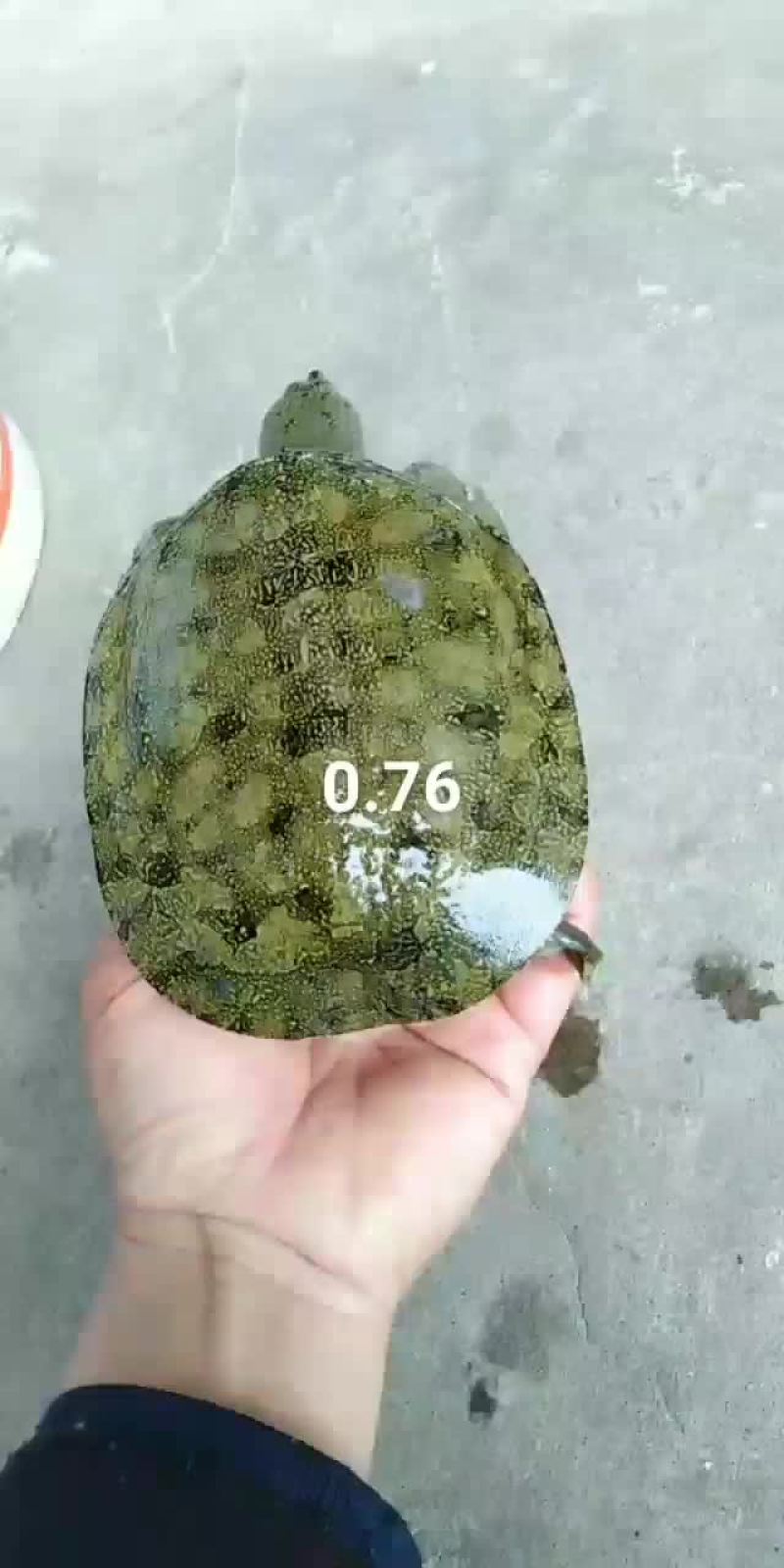 小甲鱼
