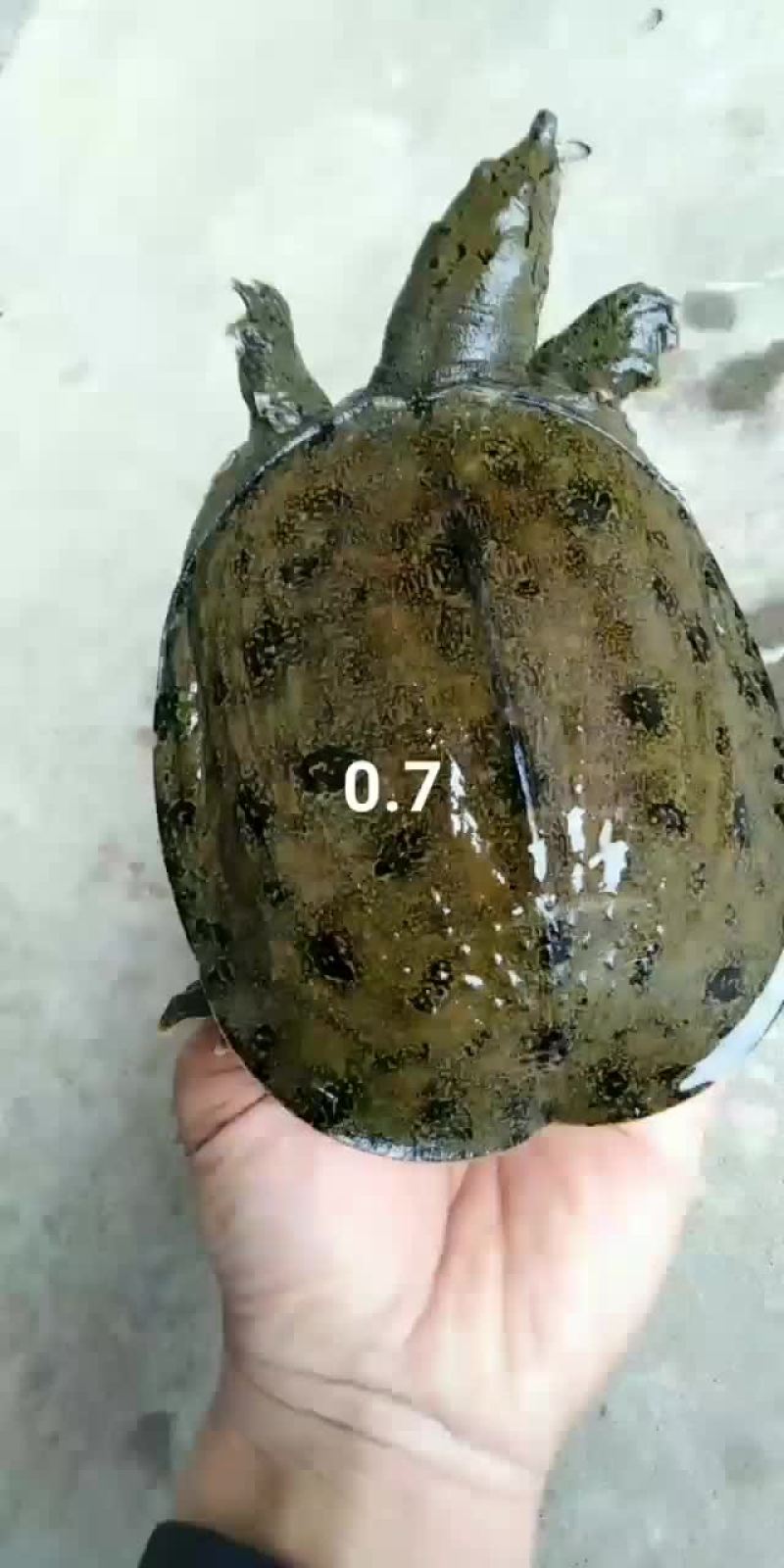 小甲鱼