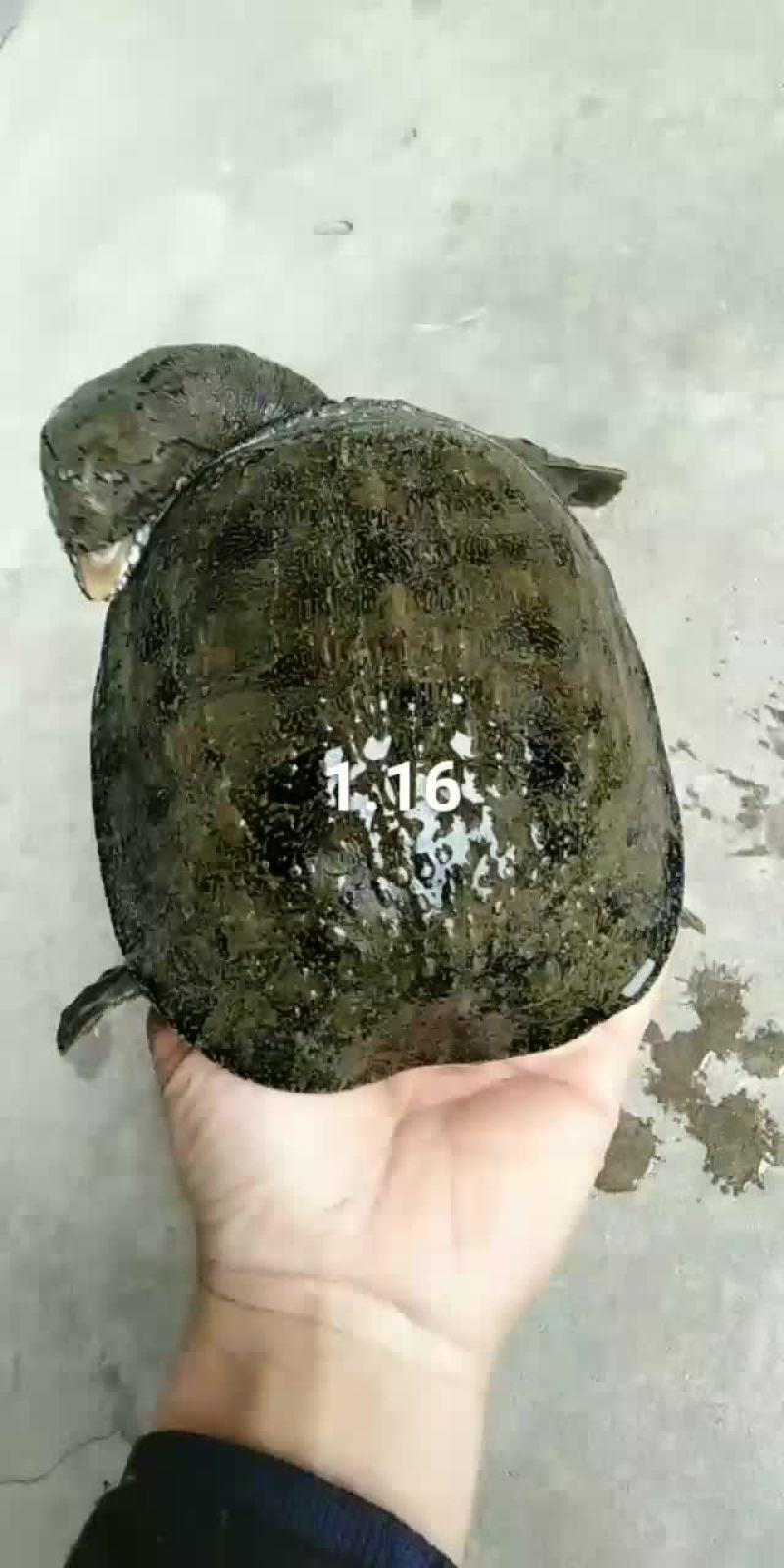 小甲鱼