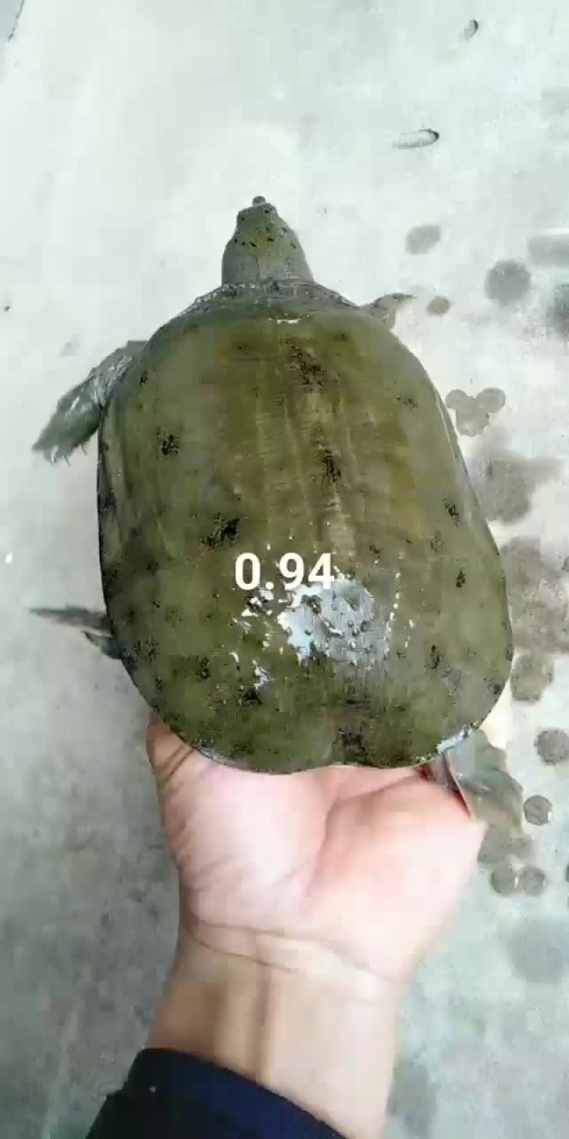 小甲鱼
