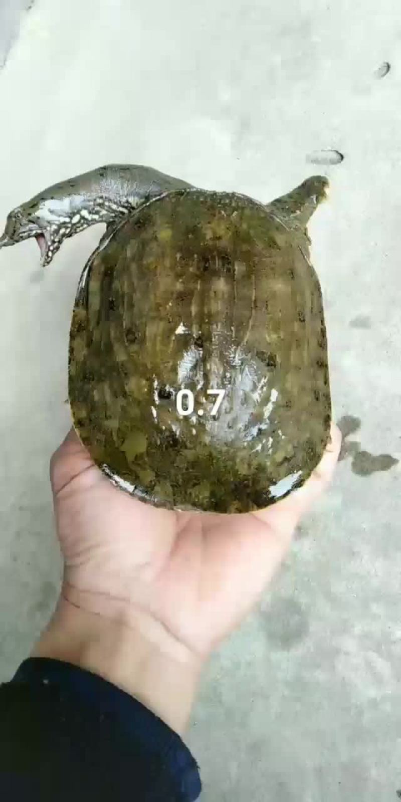 小甲鱼