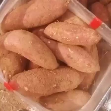 大量供应精品济薯26