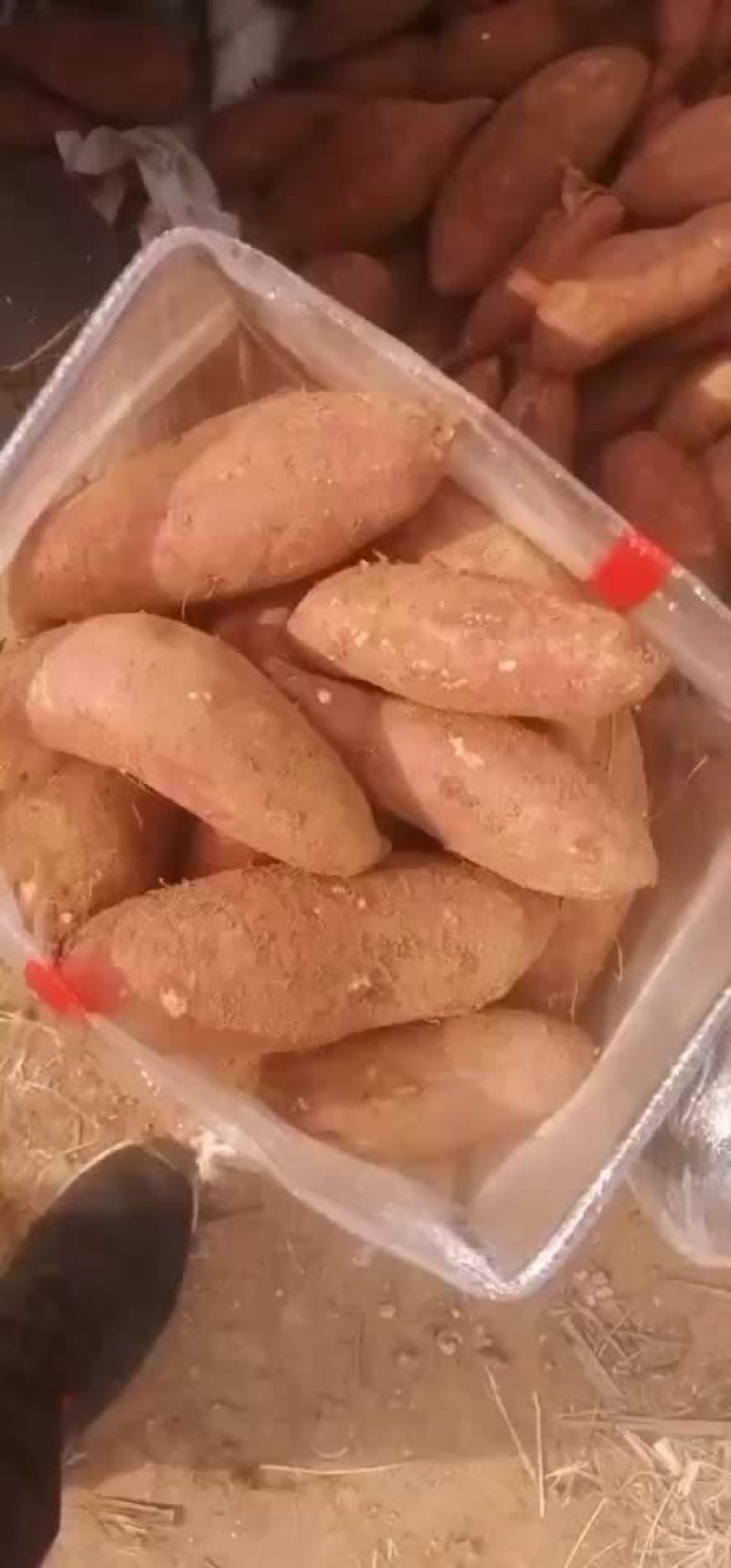 大量供应精品济薯26