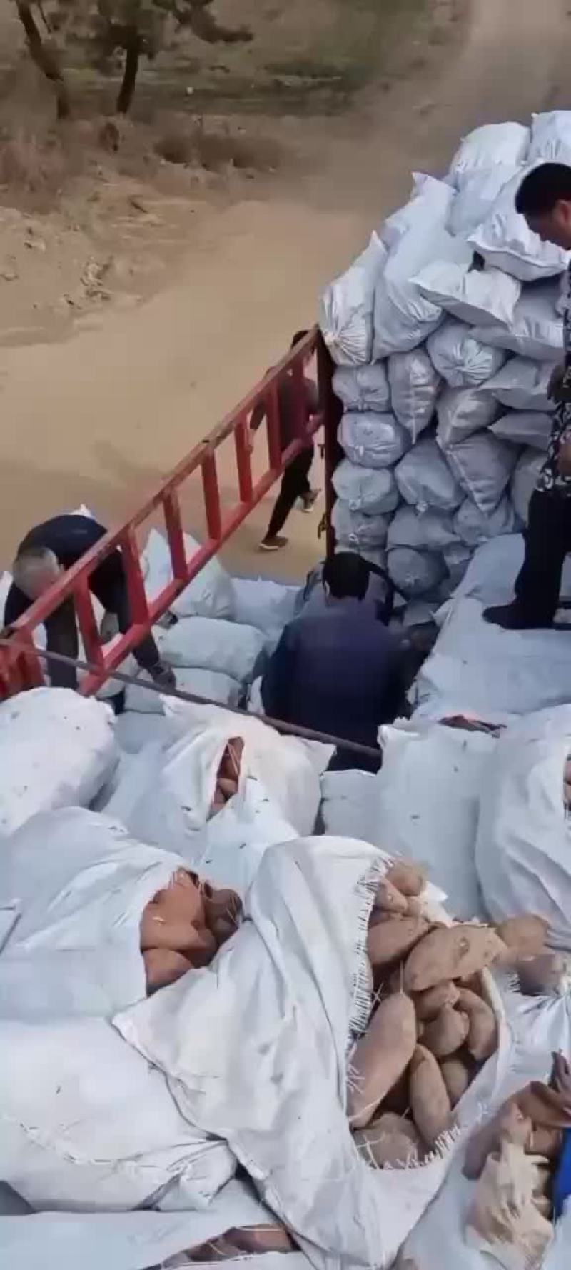 大量供应精品济薯26
