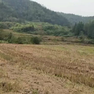 土地流转