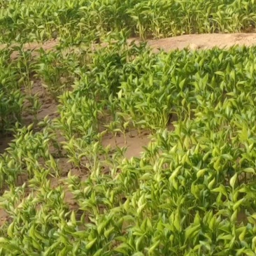 辣椒苗，各种蔬菜苗