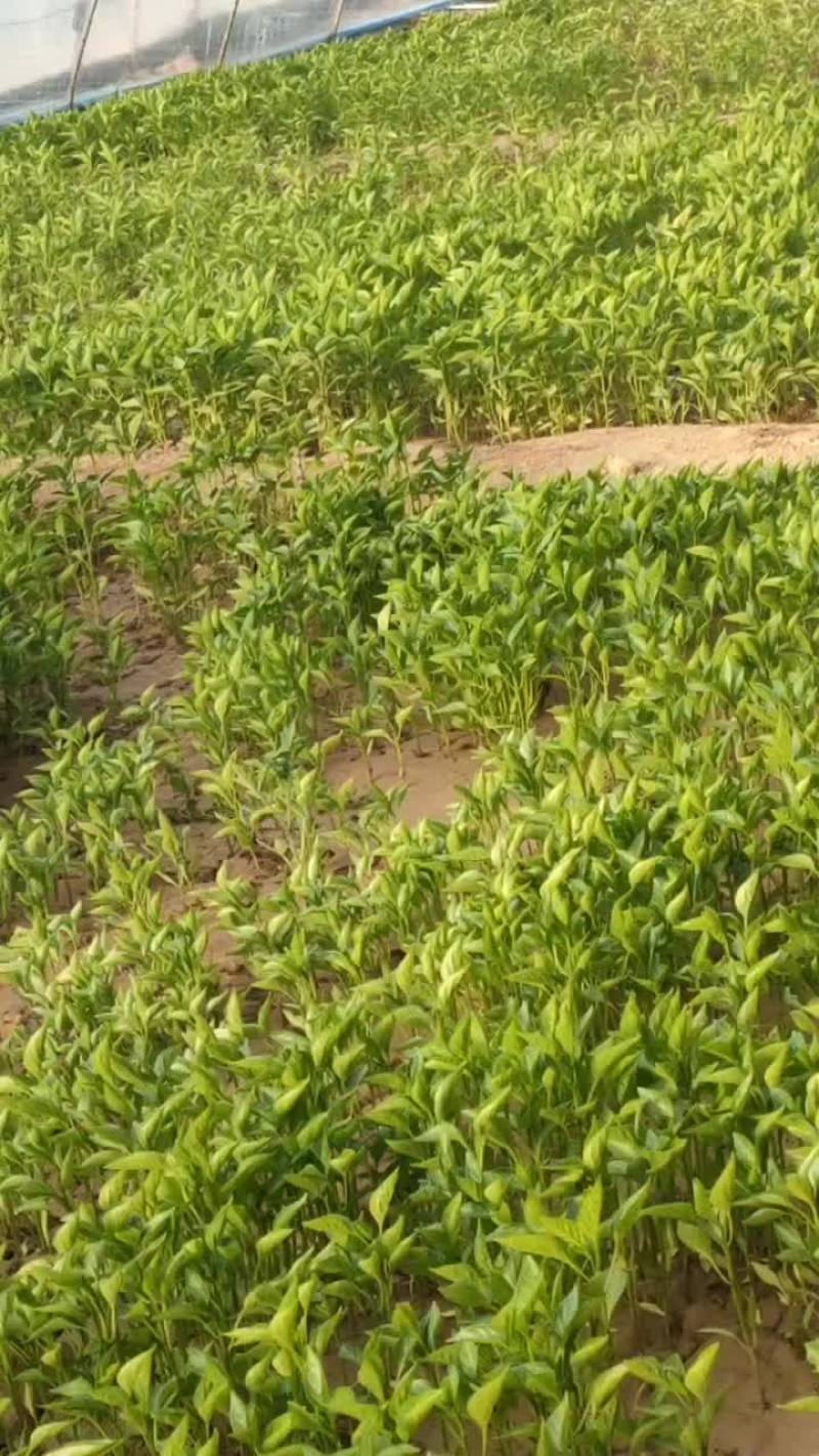辣椒苗，各种蔬菜苗