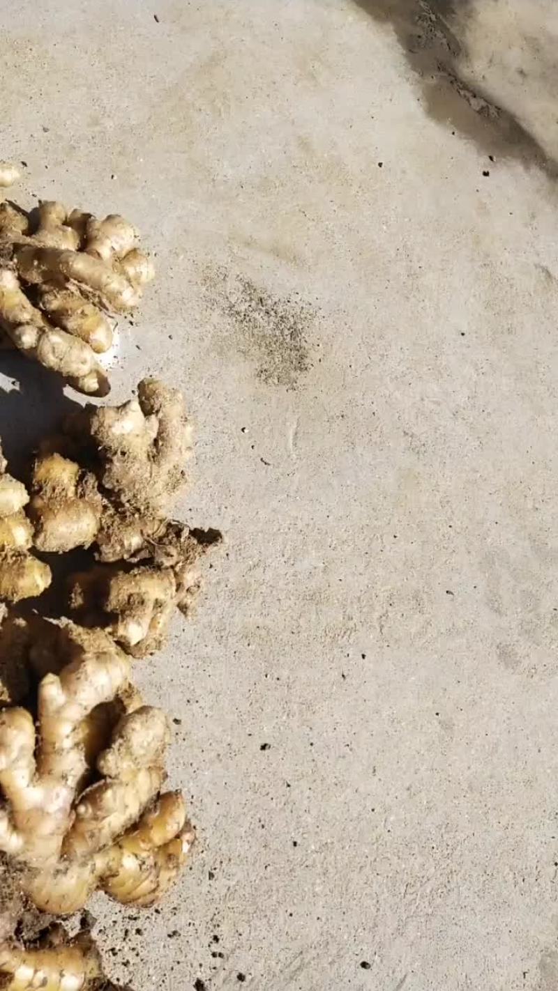 岳西县小黄姜大量小黄姜。个头大。辛辣味重。品质优美，