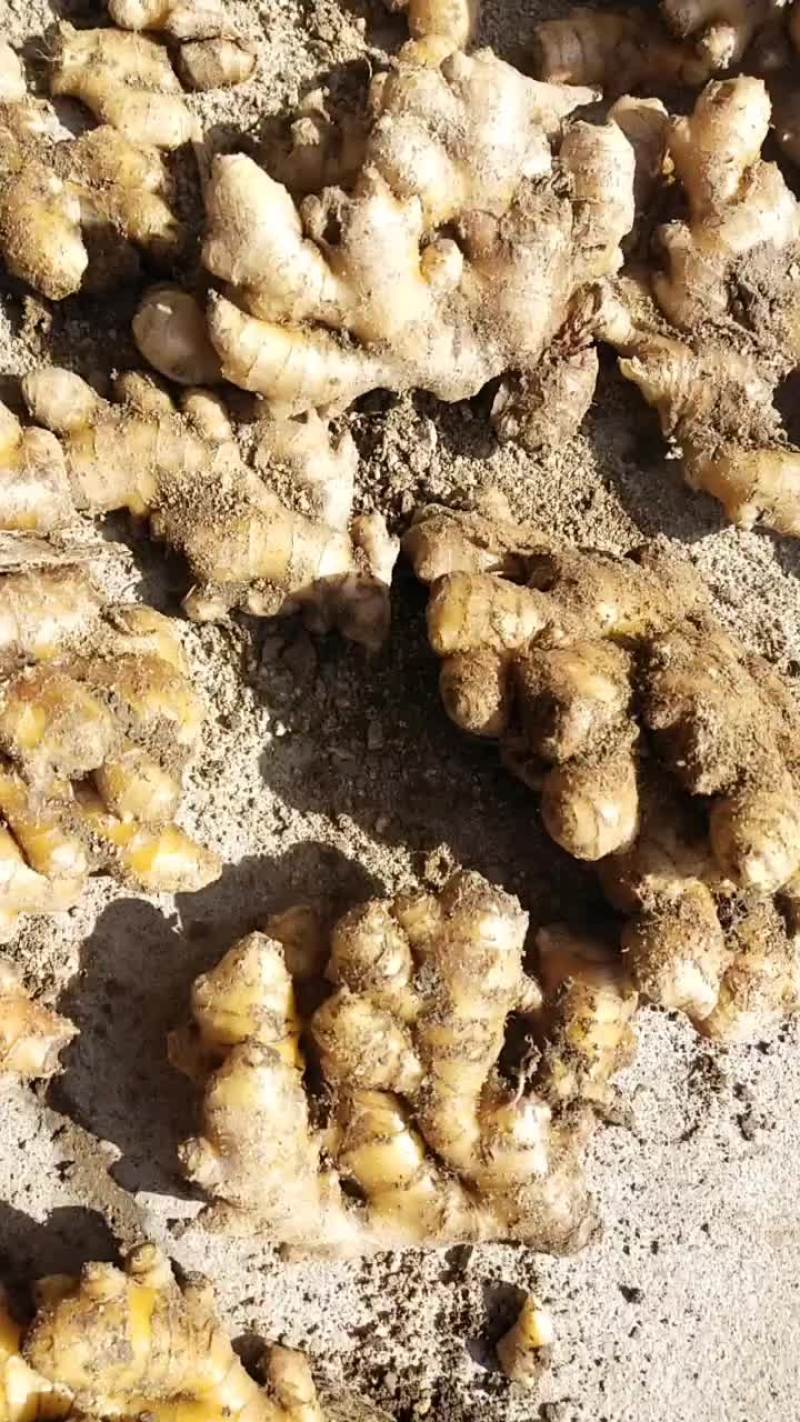 岳西县小黄姜大量小黄姜。个头大。辛辣味重。品质优美，