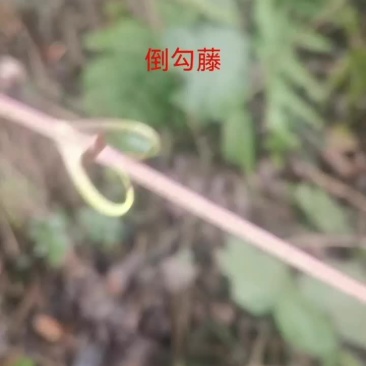 勾藤