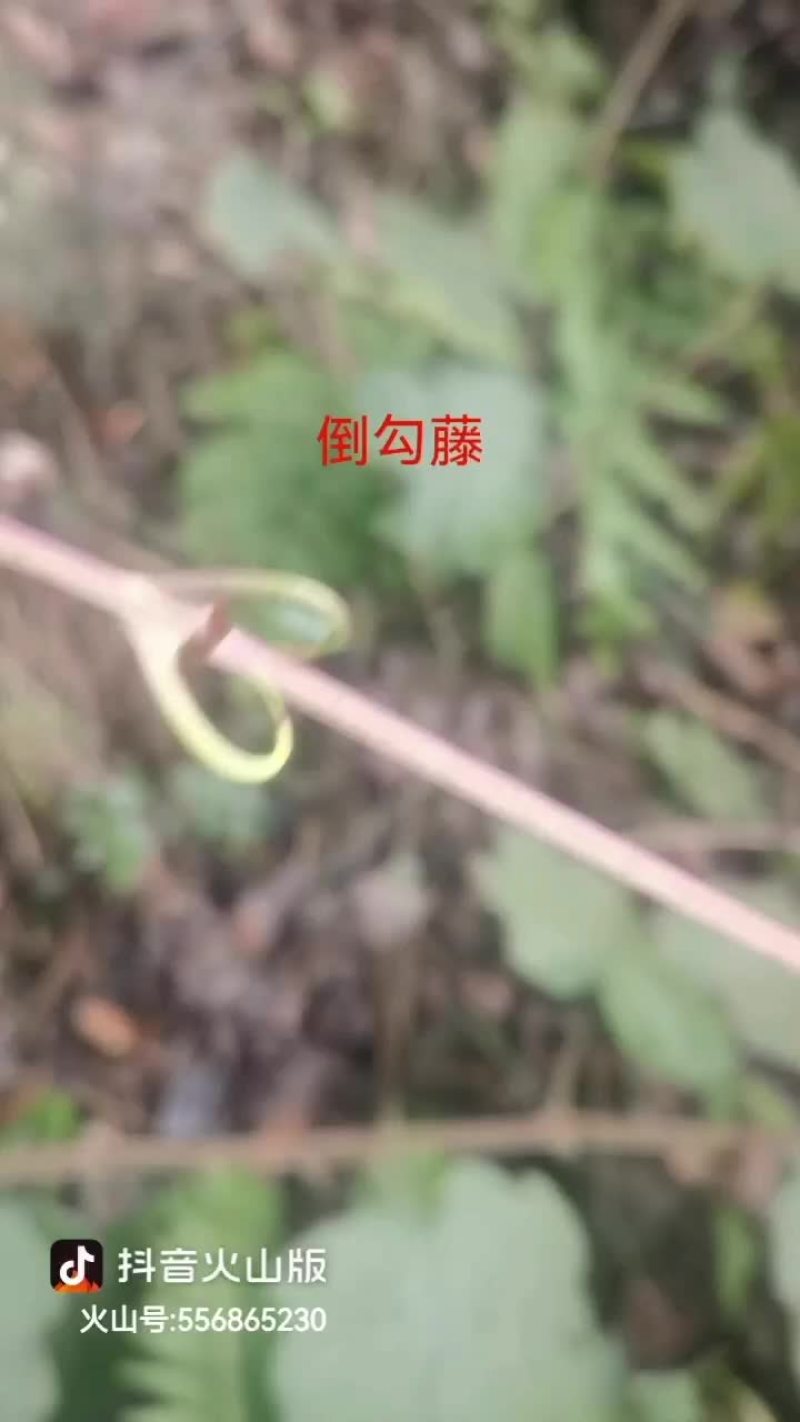 勾藤