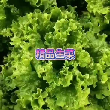大棚一级好生菜