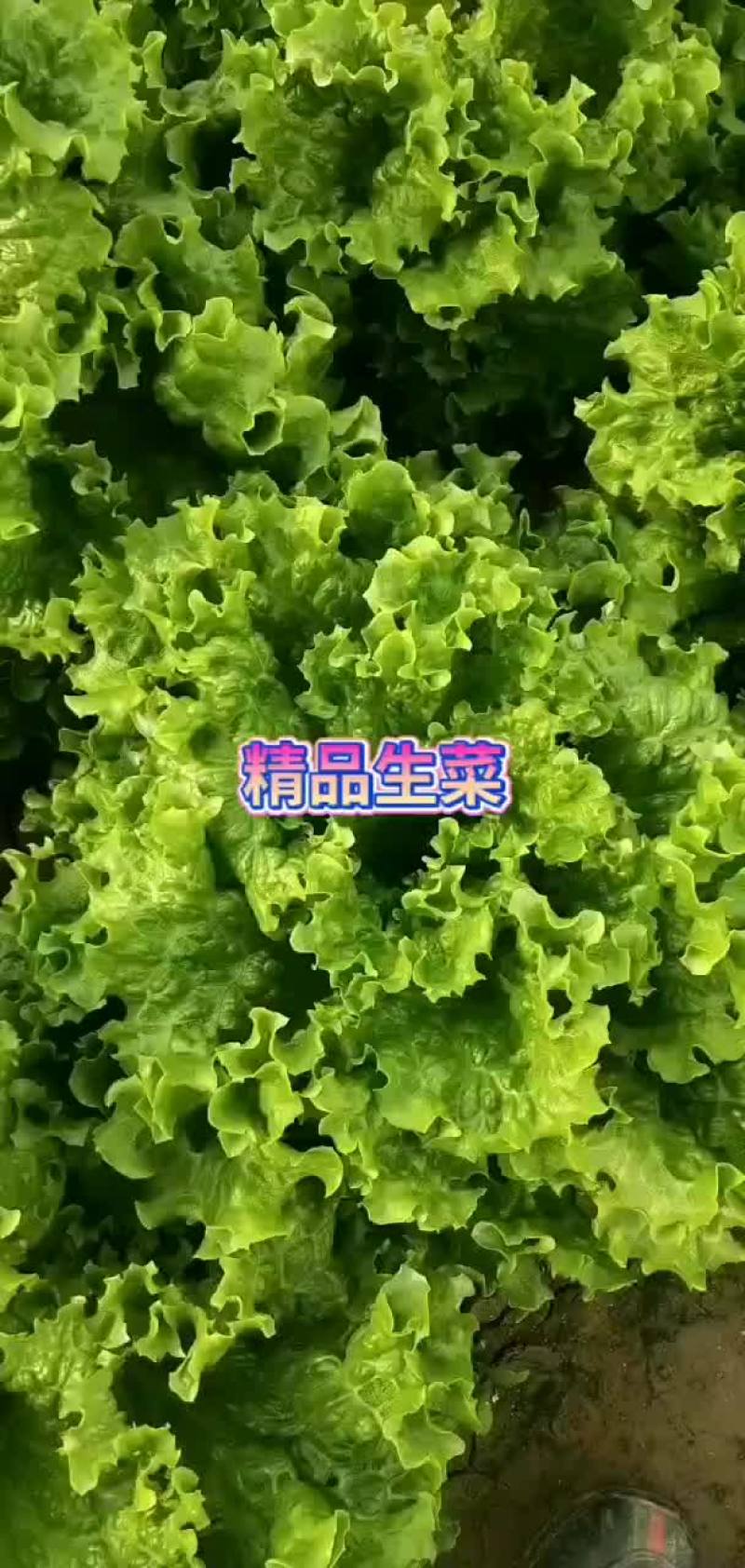大棚一级好生菜