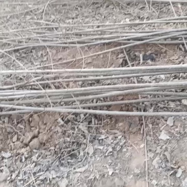 大量出售107速生杨树苗