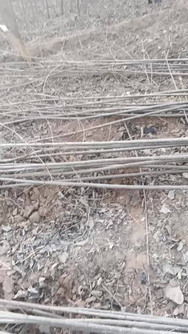 大量出售107速生杨树苗