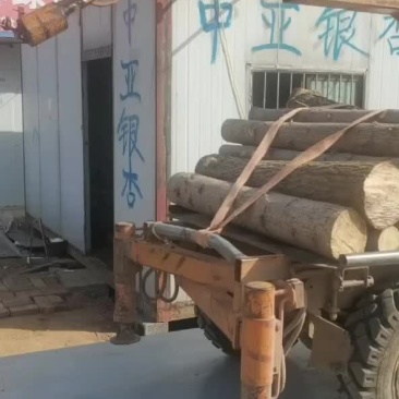 银杏树木材