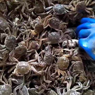 盘锦河蟹