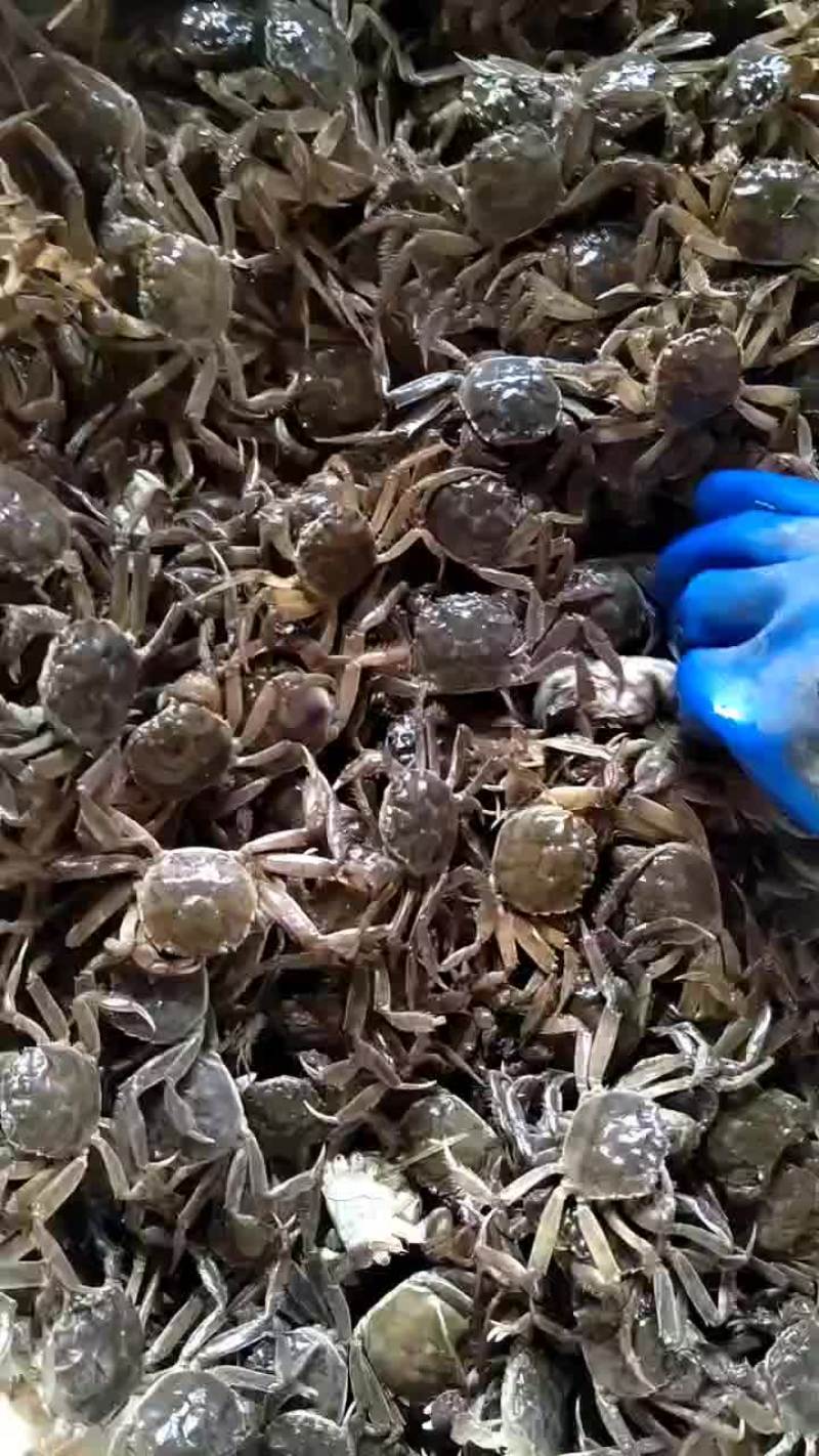 盘锦河蟹