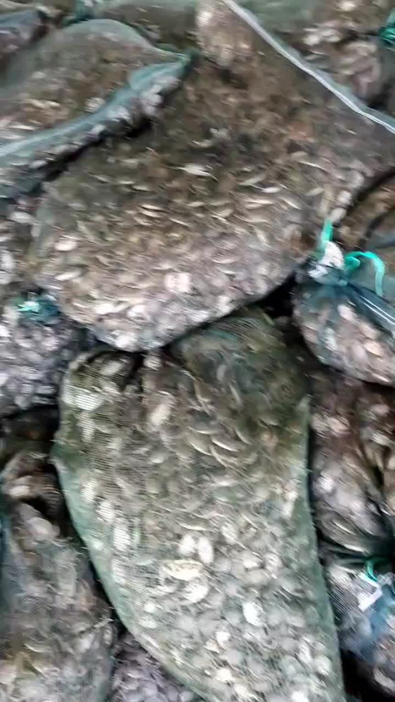 盘锦河蟹