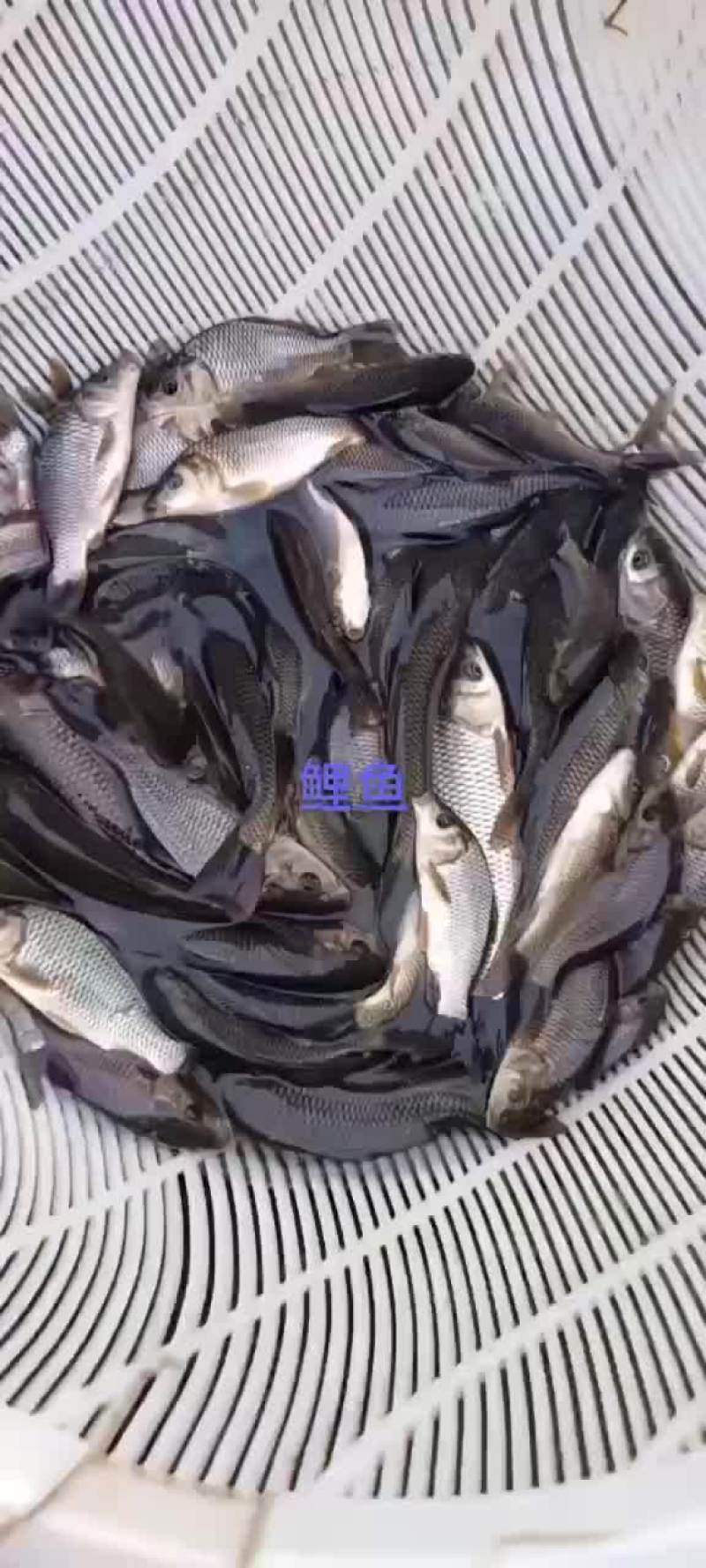 花鲢苗