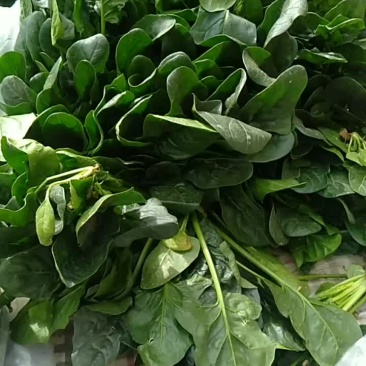 新鲜菠菜上市