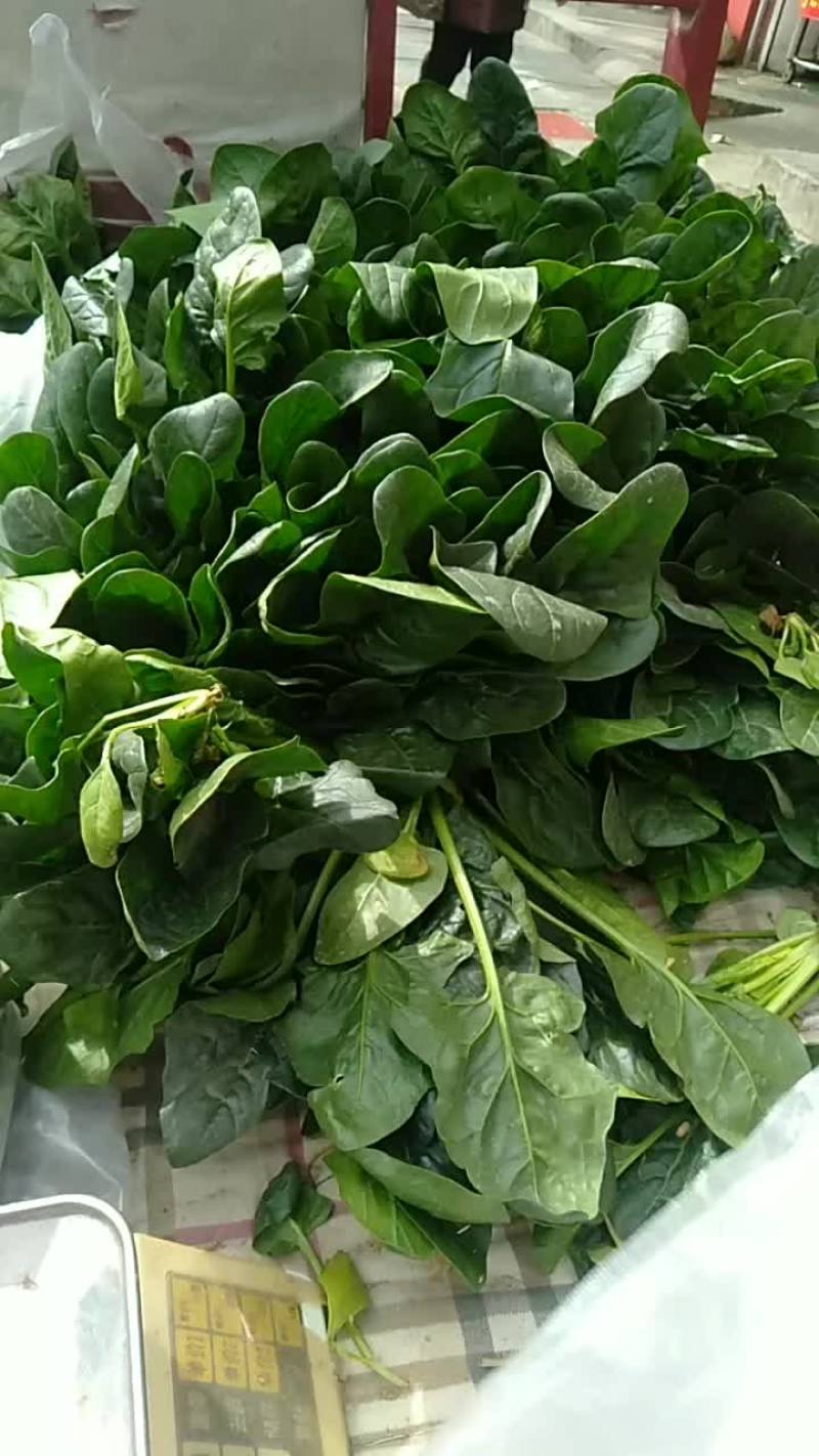 新鲜菠菜上市