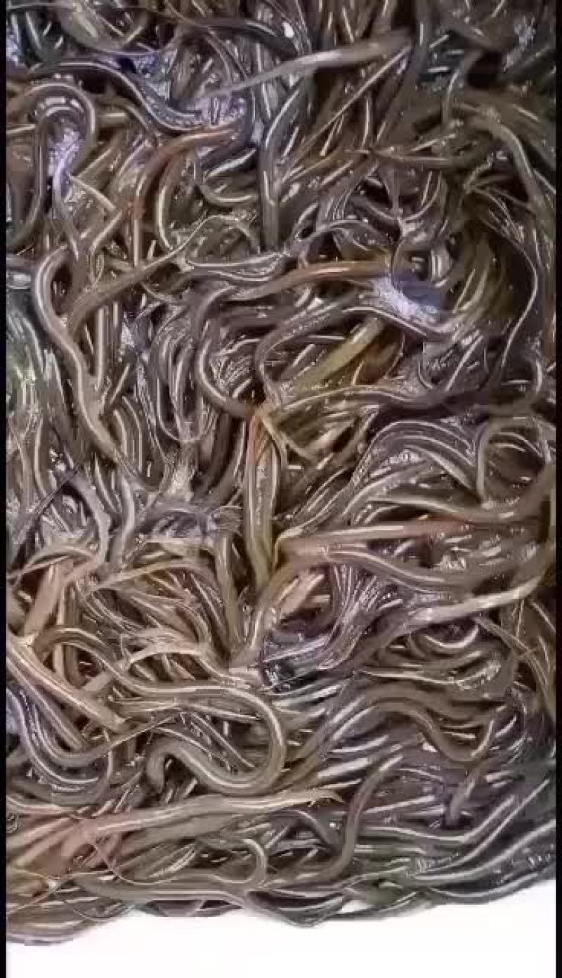 黄鳝苗，正大九号黄鳝苗，基地直供，量大可以免费送货