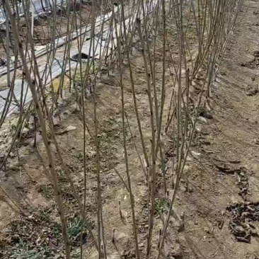 矮化樱桃苗现在可以发苗了，品种有保证。
