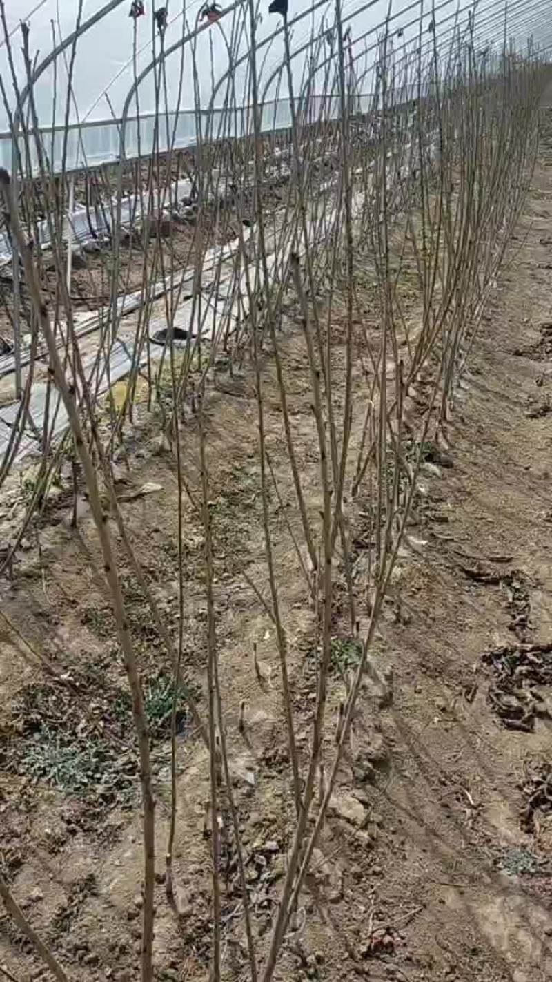矮化樱桃苗现在可以发苗了，品种有保证。