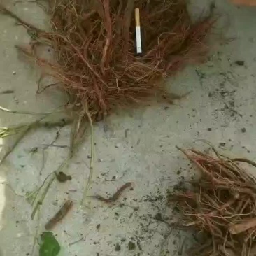 苗栽丹参，包含量！