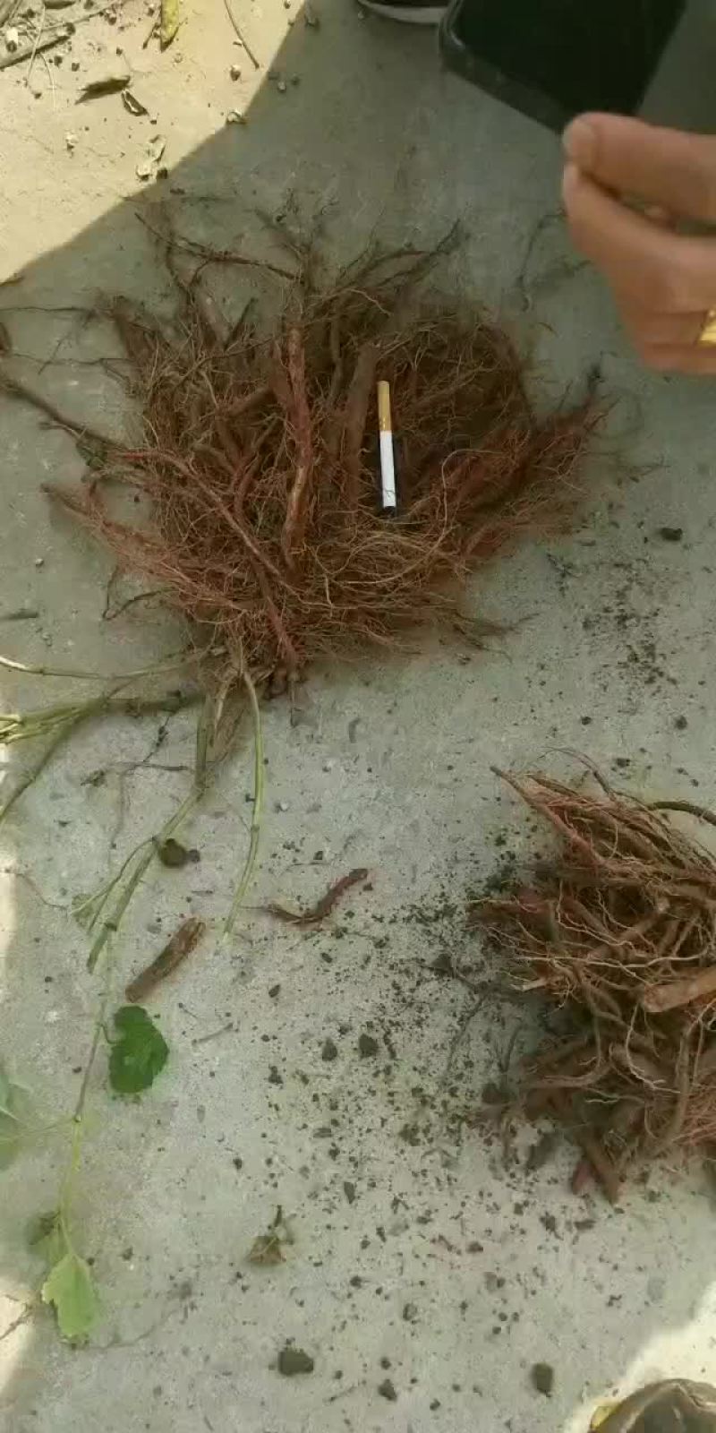 苗栽丹参，包含量！