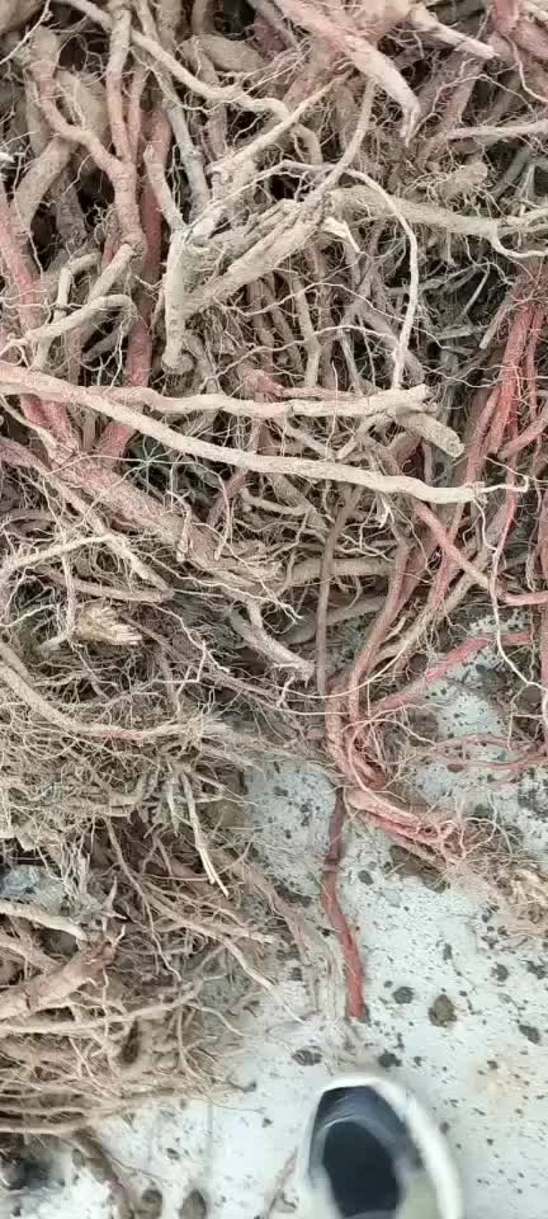 苗栽丹参，包含量！