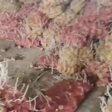山东淀粉土豆，大量供应产地直供品质保障，可视频看货