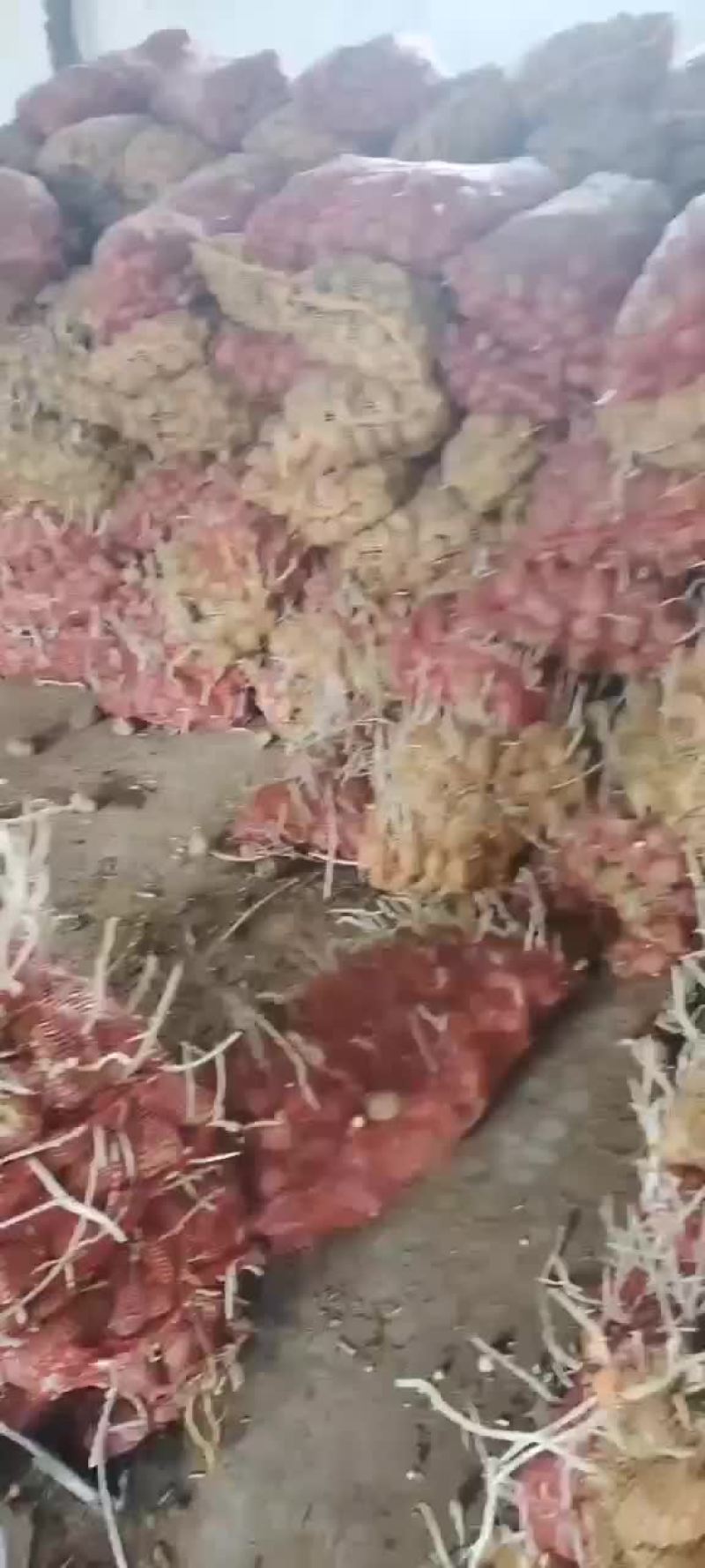 山东淀粉土豆，大量供应产地直供品质保障，可视频看货
