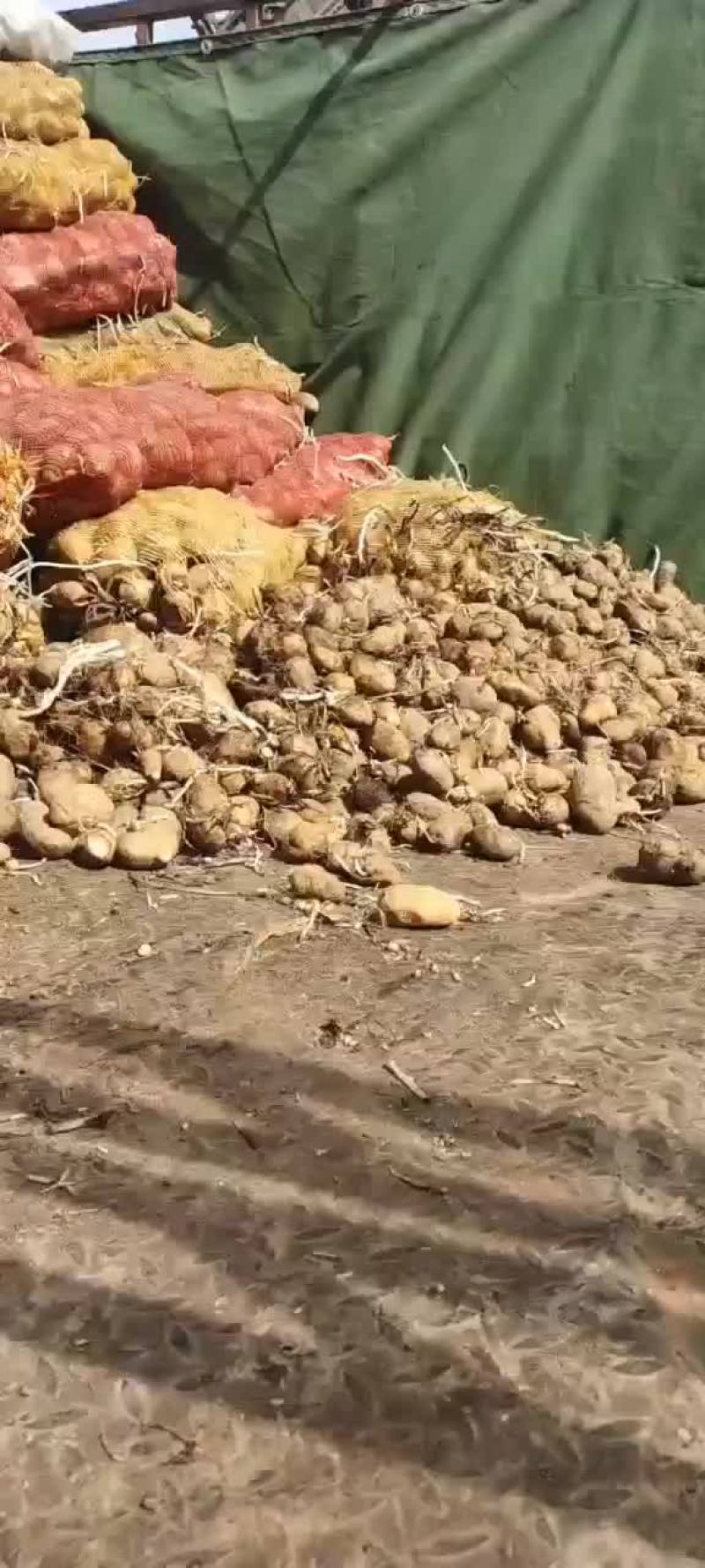 山东淀粉土豆，大量供应产地直供品质保障，可视频看货