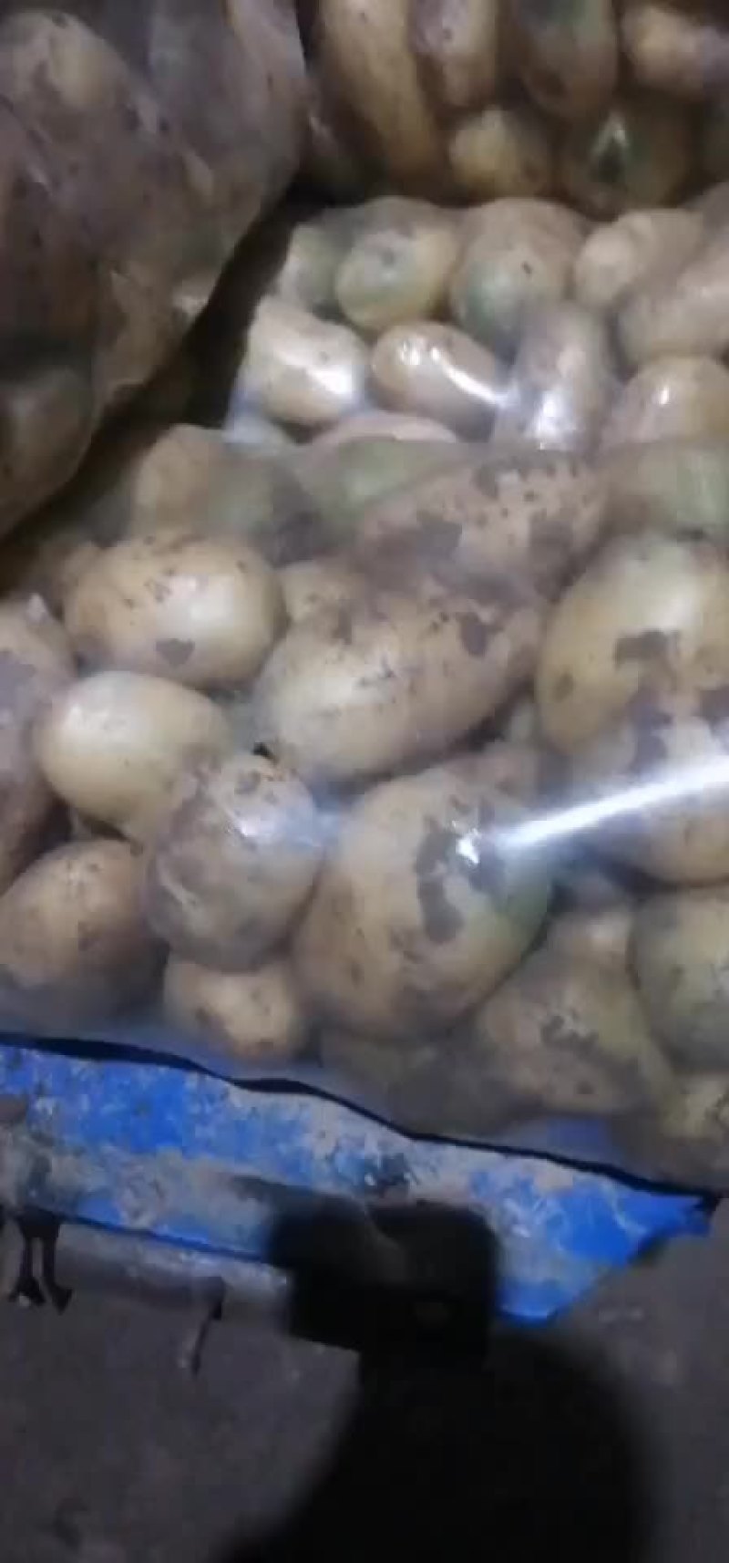 山东淀粉土豆，大量供应产地直供品质保障，可视频看货