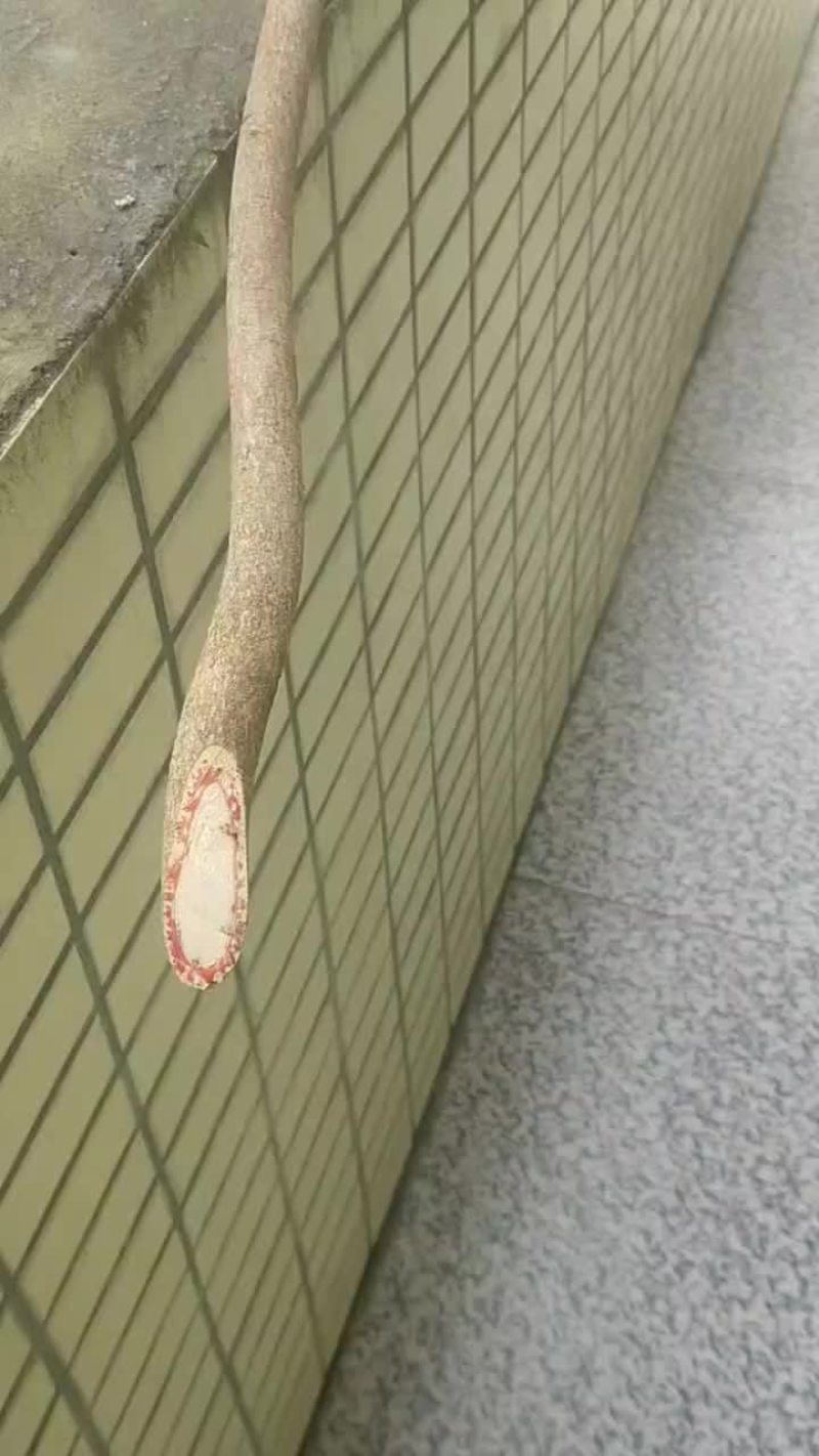 本店有大量并长期供应大山里的血筒出售