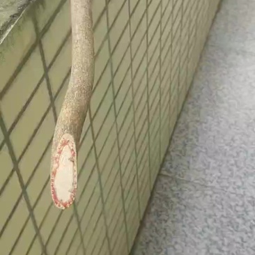 本店有大量并长期供应大山里的血筒出售