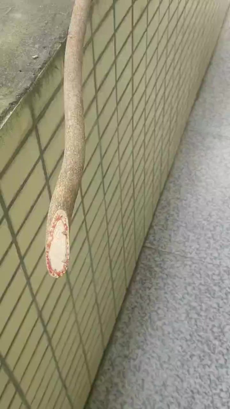 本店有大量并长期供应大山里的血筒出售