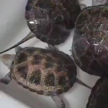 欧泽龟