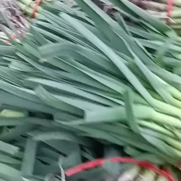 蒜苗精品徐州蒜苗，量大质优