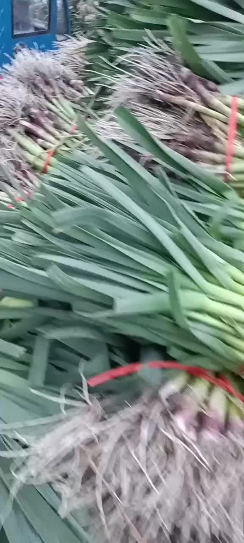 蒜苗精品徐州蒜苗，量大质优