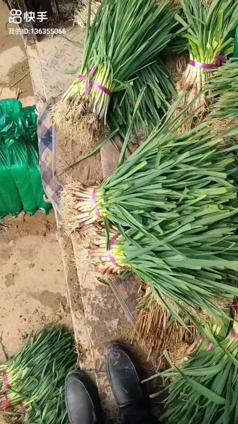蒜苗精品徐州蒜苗，量大质优