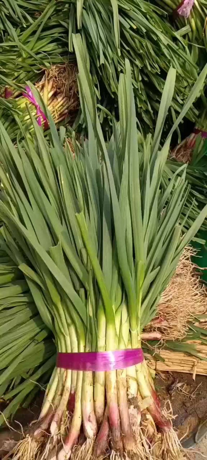 蒜苗精品徐州蒜苗，量大质优